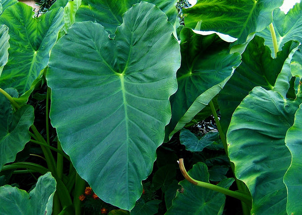 4 Island-Grown Plants for Radiant Skin