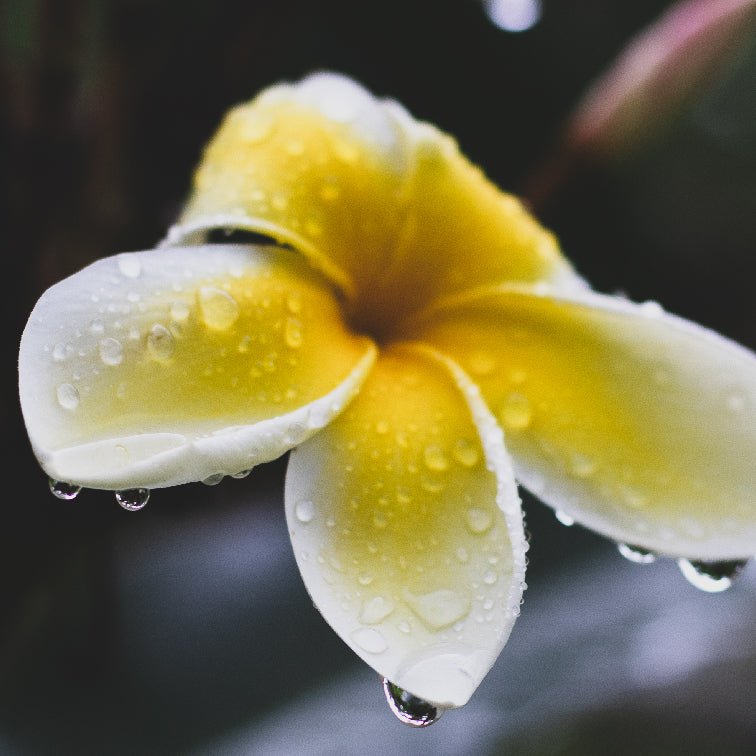 Plumeria Body Butter | 2 fl oz